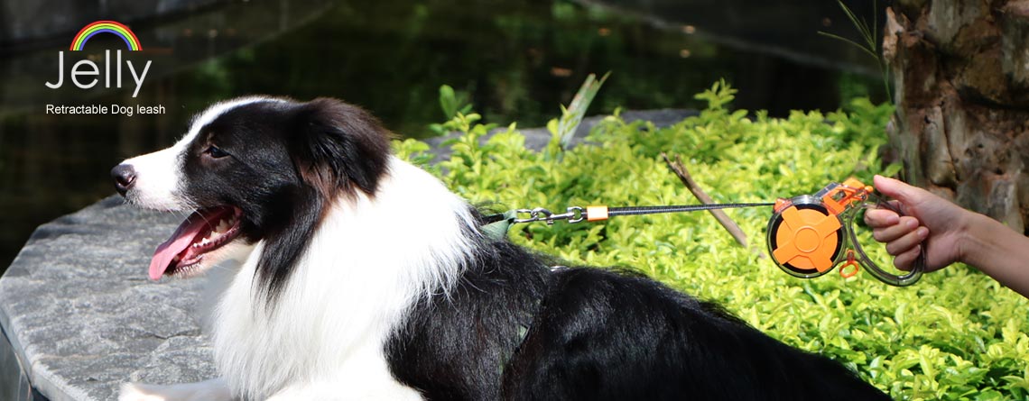 dog lead