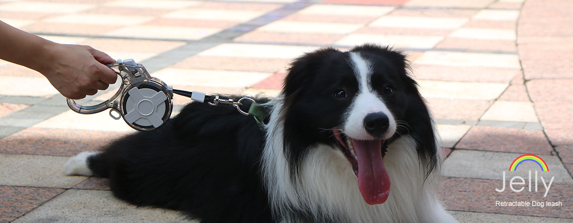 hands free dog leash 